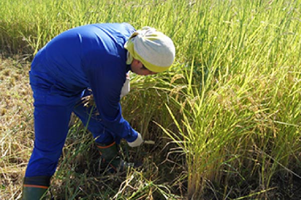 豊川田プロジェクトの様子